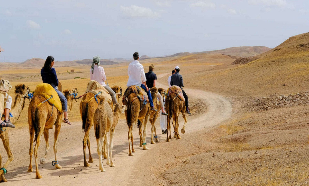 camel agafay désert